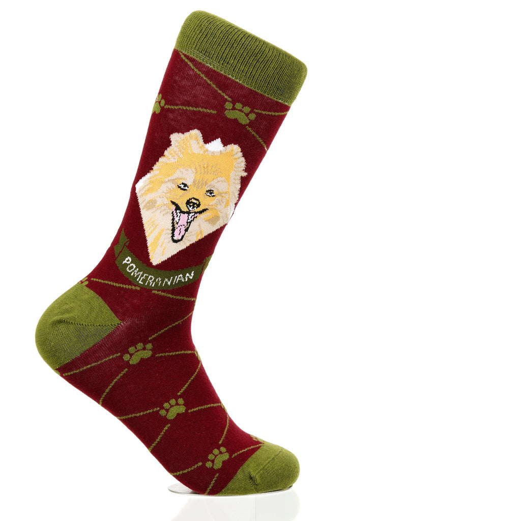 Pomeranian | Argyle Pups